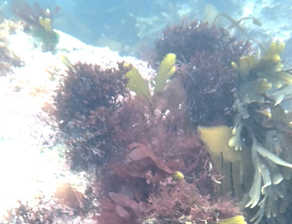 Underwater scene of multi coloured seaweed and blue waters.