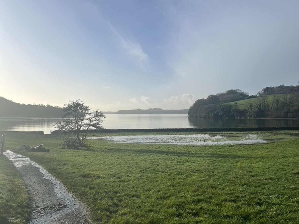 A photo of the water at Trelissick, with green grass in the foreground and low winter sun in the sky.