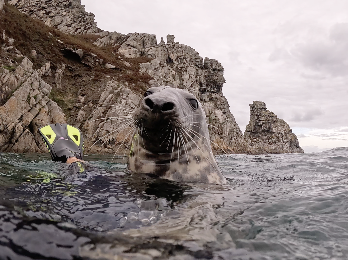 close up image of a seal, looking at the camera, floating in the sea, with a rocky headland behind and one swimmers fin coming out of the water.