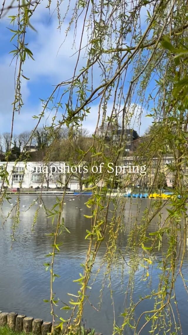 A break in the sea content… 

So much prettiness around at this time of year. Always made better by the sun being out!

Love wandering through Trenance Gardens here in Newquay.

☀️🌸💕

#spring #sistersofthesea #cornwall #trenancegardens