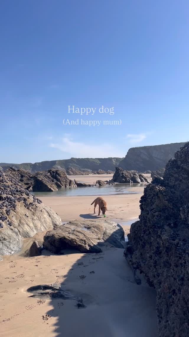 Nowhere hits better than the Cornish beach for this boy. 

(And his mum)

Cornwall you are looking stunning at the moment. Feeling very lucky. 

💙🌊 

#cornwall #beach #sistersofthesea #happydog