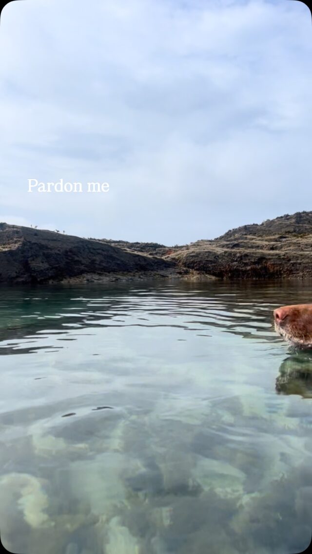 I mean no one owns the sea pool do they? I can scooch in there no probs. 🐾 

💙 🌊 

#sistersofthesea #swimming #redfoxlabrador #dogsthatswim #cornwall