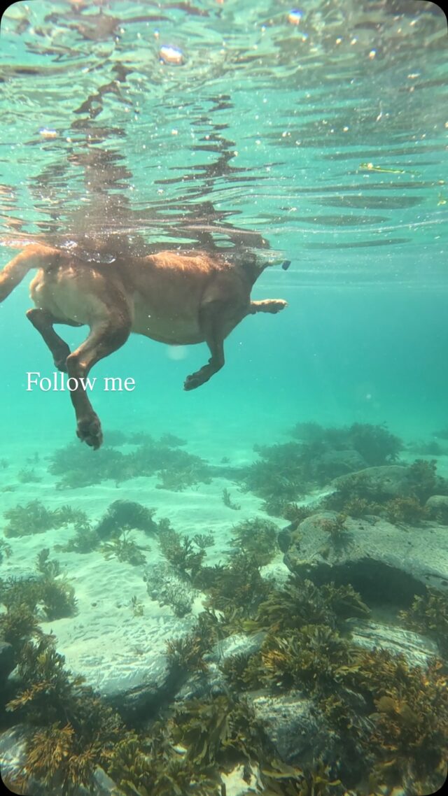 Follow me!! 🐾 

I can’t get enough of underwater dogs swimming. THE LEGS! 💕 

Big swim for Rooster this week, he followed us right out and herded us to safety back on shore 😀

💙🌊 

#sistersofthesea #redfoxlabrador #swimming #coast #cornwall