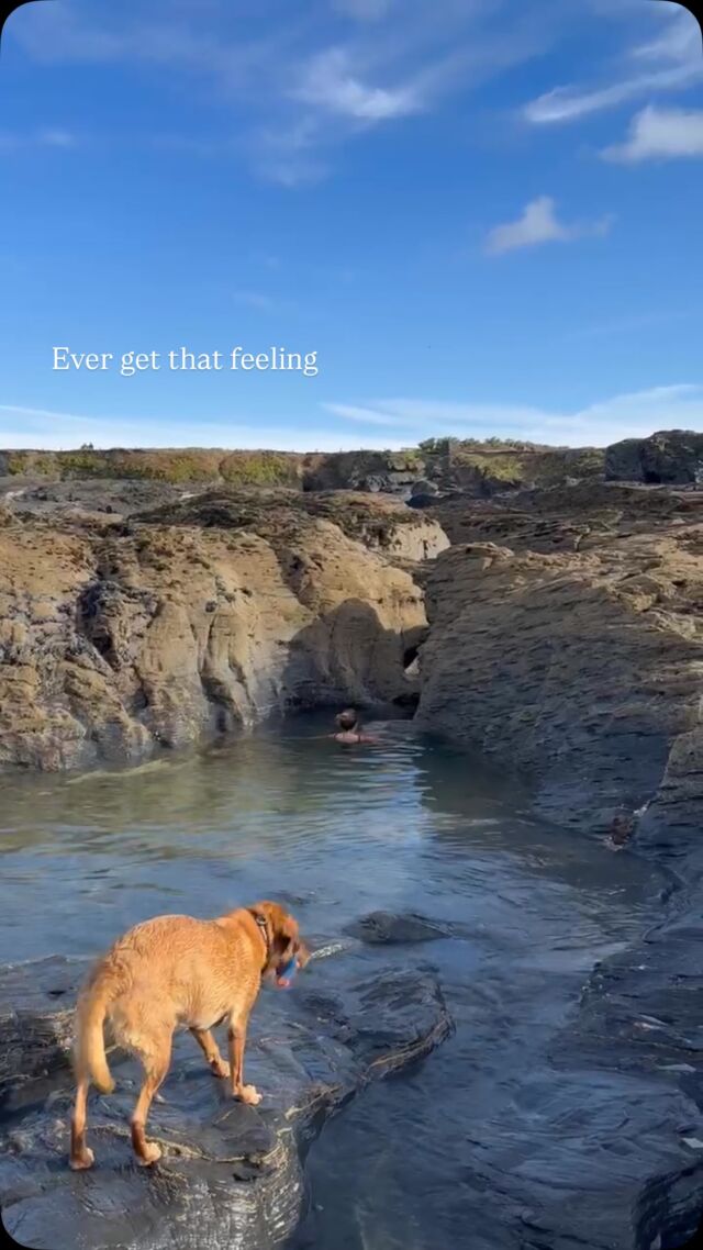 He’s always watching 👀 🐾 

💙🌊 

#swimming #sistersofthesea #redfoxlab #coastalliving #cornwall