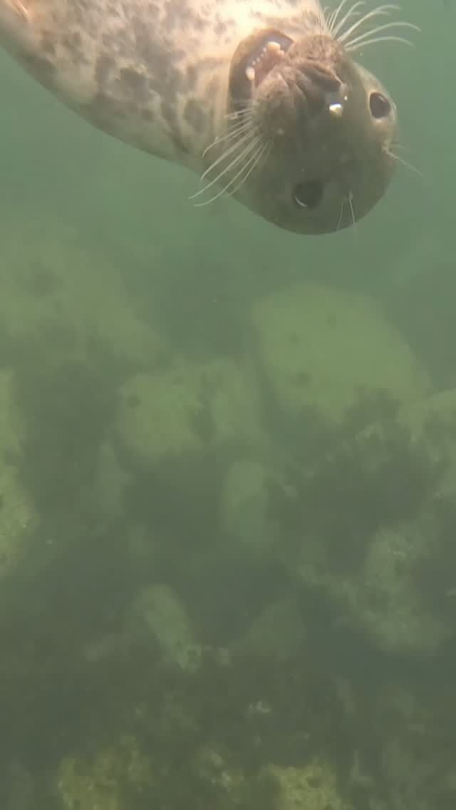 Magical. This is long but watch til the end as the seals get closer and closer (and closer!)

A bday treat for my #Chapter50adventures and what an excellent start!

We drove to North Devon, got a VERY bumpy boat out to Lundy Island and after exploring the tranquil island, we jumped in the water in a quiet cove hoping to see some seals up close.

Well, we did. What an incredible experience, thank you so much @lundydiving we will never forget it. 

And thank you swim sister @outdoorelliottkid for coming along on another of my unusual Friday plans 😀

💙🌊🦭 

#sistersofthesea #lundydiving #swimming #seals