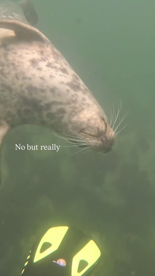 Did this ACTUALLY happen? 

Still here watching and rewatching my seal footage feeling so lucky to have experienced such beautiful moments with wild seals. 

💙🌊 

#sistersofthesea #cornwall #lundydiving #swimming #seals